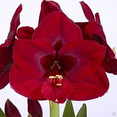 Amaryllis carmen deep for sale  Delivered anywhere in USA 