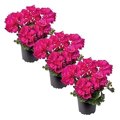 Live flowering zonal for sale  Delivered anywhere in USA 