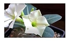 Stk pachypodium eburneum gebraucht kaufen  Wird an jeden Ort in Deutschland