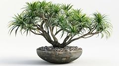 King palm bonsai for sale  Delivered anywhere in USA 