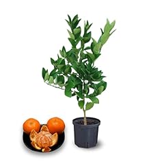 Clementine trees live for sale  Delivered anywhere in USA 