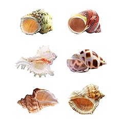 Hermit crab shells for sale  Delivered anywhere in UK