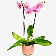 Pink phalenopsis orchid for sale  Delivered anywhere in UK