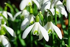 Snowdrops bulbs galanthus for sale  Delivered anywhere in UK