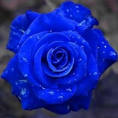 Semi rosa blu usato  Spedito ovunque in Italia 