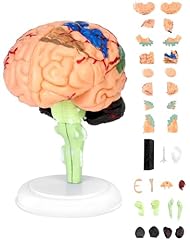Qwork human brain for sale  Delivered anywhere in UK