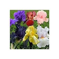 Potted litre iris for sale  Delivered anywhere in UK
