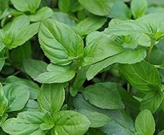 Mint basil mentha for sale  Delivered anywhere in UK