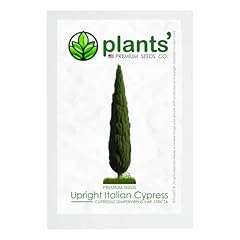 Upright italian cypress for sale  Delivered anywhere in USA 