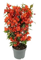 Evergreen scrubby vine for sale  Delivered anywhere in UK