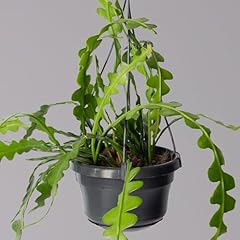 Epiphyllum anguliger blumenamp gebraucht kaufen  Wird an jeden Ort in Deutschland