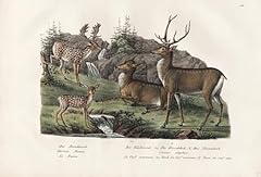 Damhirsch edelhirsch hirsch gebraucht kaufen  Wird an jeden Ort in Deutschland