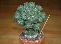 Lophophora williamsii caespito gebraucht kaufen  Wird an jeden Ort in Deutschland