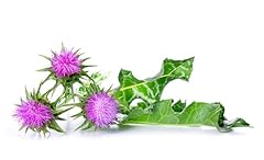 200 samen mariendistel gebraucht kaufen  Wird an jeden Ort in Deutschland