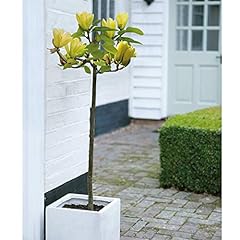 Magnolia bare roots for sale  Delivered anywhere in UK