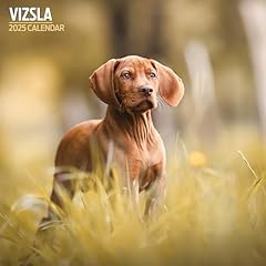 Vizsla calendrier traditionnel d'occasion  Livré partout en Belgiqu
