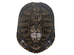 Red ear turtle for sale  Delivered anywhere in USA 