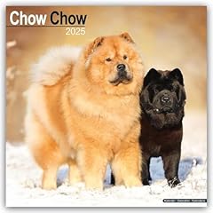 Chow chow 2025 for sale  Delivered anywhere in UK