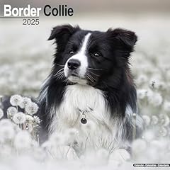 Border collie 2025 for sale  Delivered anywhere in Ireland