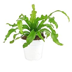 Bird nest fern for sale  Delivered anywhere in USA 