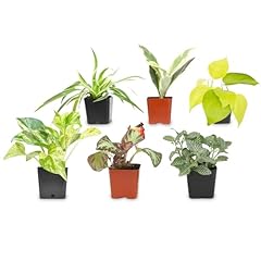Altman plants live for sale  Delivered anywhere in USA 