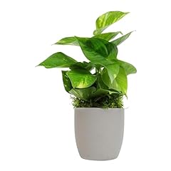 Marble queen pothos for sale  Delivered anywhere in USA 