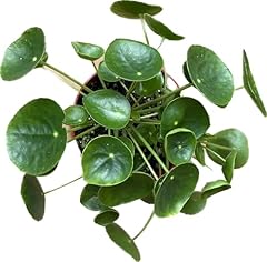 Chinese money plant for sale  Delivered anywhere in USA 