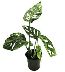 Swiss cheese plant for sale  Delivered anywhere in USA 