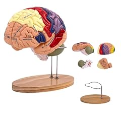 Modello del cervello usato  Spedito ovunque in Italia 
