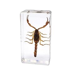 Esemplari scorpione animale usato  Spedito ovunque in Italia 