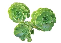 Succulent plants succulent for sale  Delivered anywhere in USA 
