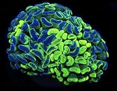 Splatter hammer coral for sale  Delivered anywhere in USA 