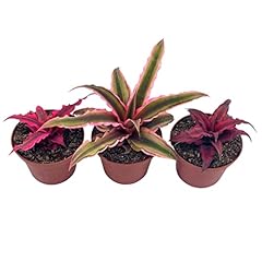 Bubbleblooms cryptanthus bivit for sale  Delivered anywhere in USA 