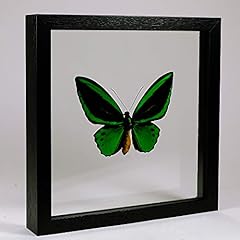 Museumwinkel.com ornithoptera  for sale  Delivered anywhere in UK