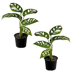 Leal plants ecuador for sale  Delivered anywhere in USA 