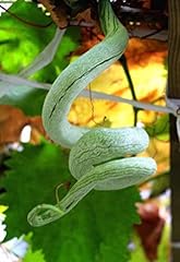 Snake gourd seeds for sale  Delivered anywhere in USA 
