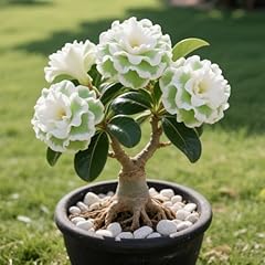Rosa del deserto usato  Spedito ovunque in Italia 