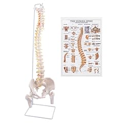 Breesky spine model for sale  Delivered anywhere in USA 