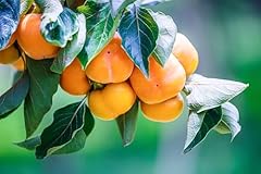 American persimmons tree for sale  Delivered anywhere in USA 