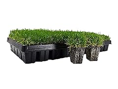 Zoysia plugs large for sale  Delivered anywhere in USA 