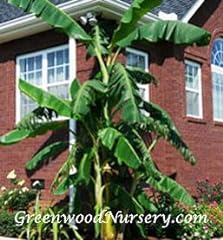 Greenwood nursery live for sale  Delivered anywhere in USA 