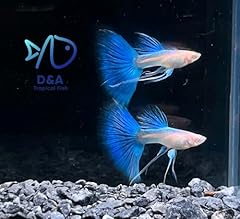 Tropical live fish for sale  Delivered anywhere in USA 