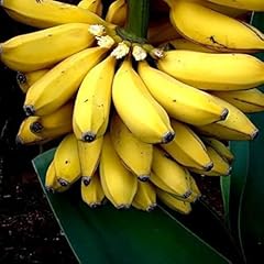 Yellow banana trees for sale  Delivered anywhere in USA 