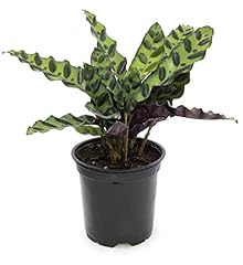 Calathea plant live for sale  Delivered anywhere in USA 