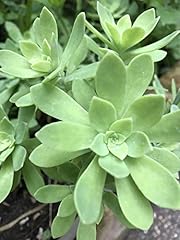 Outdoor aeonium succulente for sale  Delivered anywhere in UK