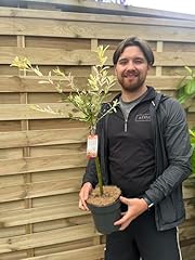 Salix flamingo dwarf for sale  Delivered anywhere in UK