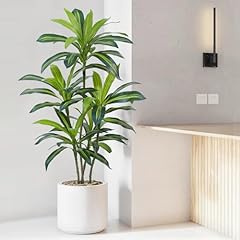 Zeeoze dracaena plant for sale  Delivered anywhere in USA 