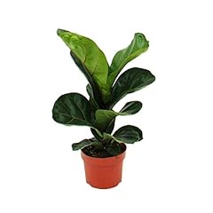 Exotenherz geigenfeige ficus gebraucht kaufen  Wird an jeden Ort in Deutschland