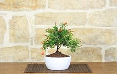 Bonsai melograno ciotola usato  Spedito ovunque in Italia 