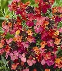 Pack erysimum constant for sale  Delivered anywhere in UK
